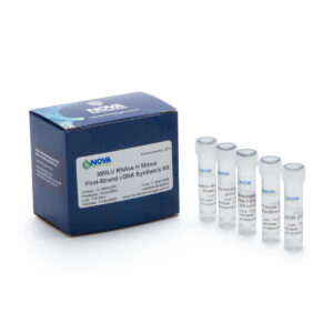 MMLV Rnase H minus First-Strand cDNA Synthesis Kit (50 reações x 20uL)